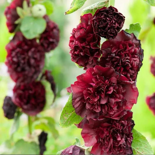 Hollyhock™ Imported Hollyhock Flower Seeds (100gm pack)